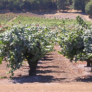 La vitivinicultura sbarca in California