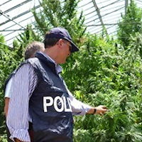 Maxi sequestro di una piantagione di marijuana