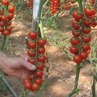 Ciliegino boicottato, corale reazione