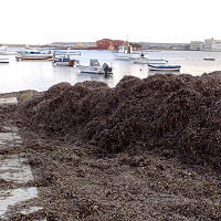 Marzamemi - Le alghe ostruiscono il porticciolo, l'acqua del pantano non defluisce e tracima sulle strade