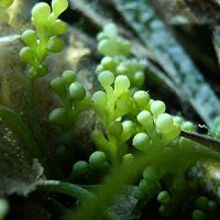 E’ allarme per l’invasione dell’alga «caulerpa racemosa»