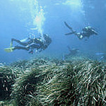 Richiesta per rimuovere le alghe