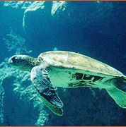 Restituite al mare 11 tartarughe caretta-caretta