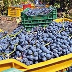 Il settore vitivinicolo in forte recessione