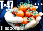 Pomodoro T-47: qualità e sapore incontrano i favori del mercato!