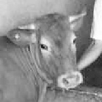Condannata a morte la mucca Giuseppina