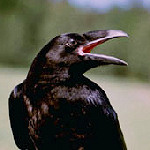 Il «corvo» rompe il silenzio