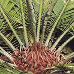 Una Cycas per rievocare i Tropici un concime per salvaguardarla