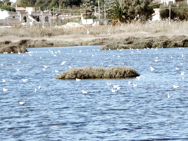 Il pantano di Marzamemi