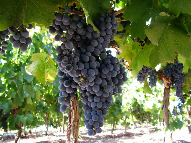 Nero d'Avola 2007 di Rosario Sultana