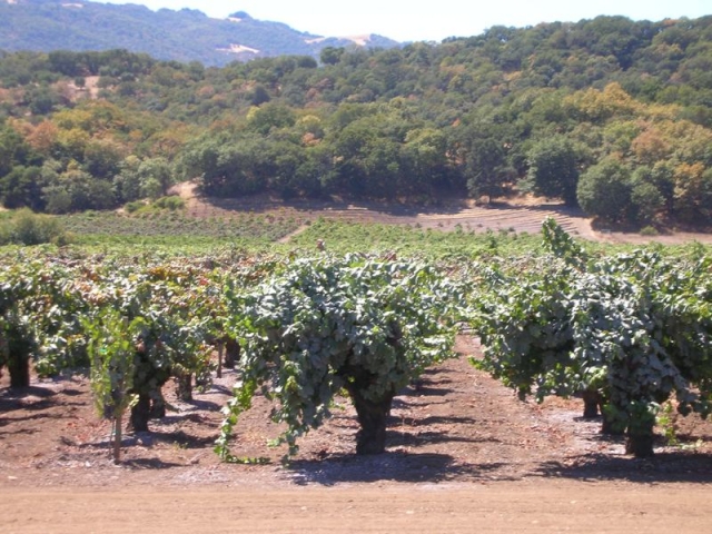 alberello californiano (napa valley)