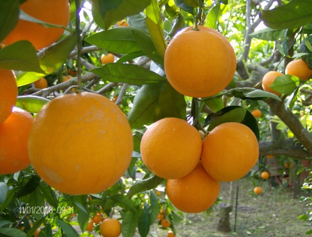 Sole di Sicilia