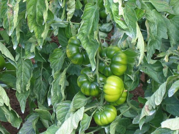 Pomodoro Marinda di Pachino