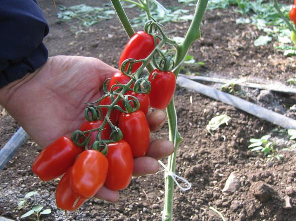 Pomodoro Datterino di Pachino