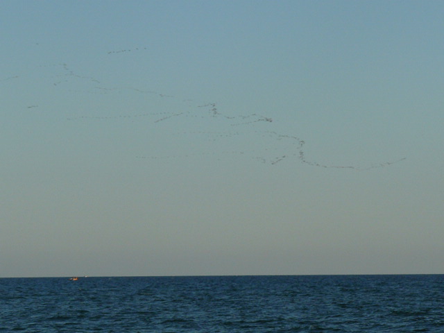 Aironi rosa a Costa dell'ambra