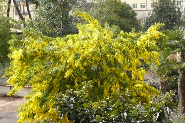 mimose