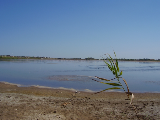 Pantano Longarini