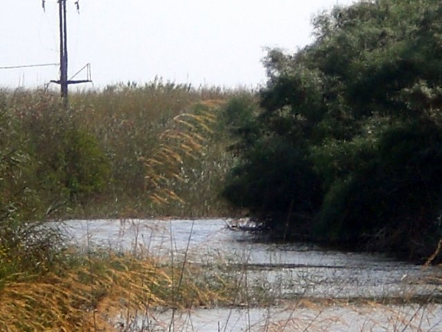 Pantano cannone Forgia