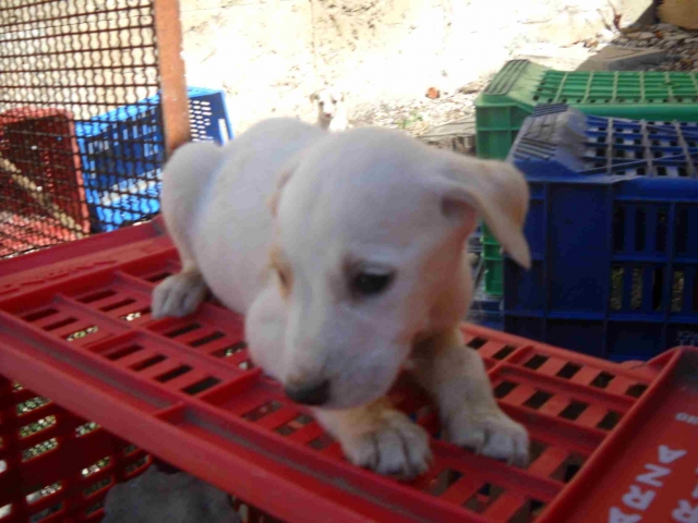 A MARZAMEMI PER ADOTTARE UN CUCCIOLO