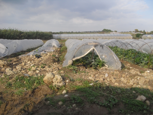 Nubifragio devastante. Danni ingenti, comparto agricolo in ginocchio.