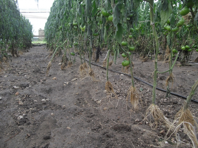 Nubifragio devastante. Danni ingenti, comparto agricolo in ginocchio.
