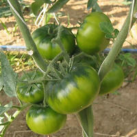 Pomodoro Meeting: 18 Dicembre, Palmento di Rudinì